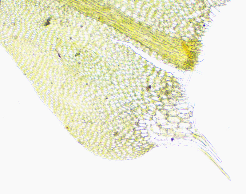 Cratoneuron filicinum